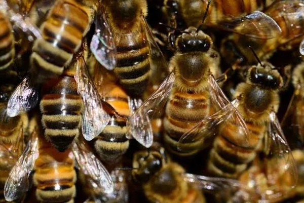 急造王台的蜂王好吗，主要取决于蜂群的质量