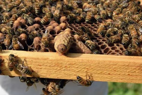 急造王台的蜂王好吗，主要取决于蜂群的质量