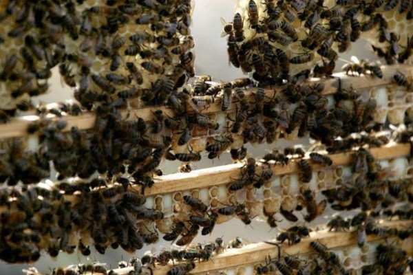 急造王台的蜂王好吗，主要取决于蜂群的质量