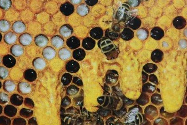 急造王台的蜂王好吗，主要取决于蜂群的质量