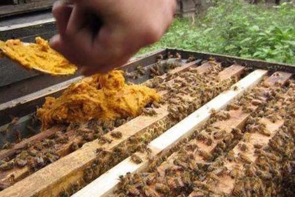 急造王台的蜂王好吗，主要取决于蜂群的质量