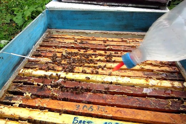 急造王台的蜂王好吗，主要取决于蜂群的质量