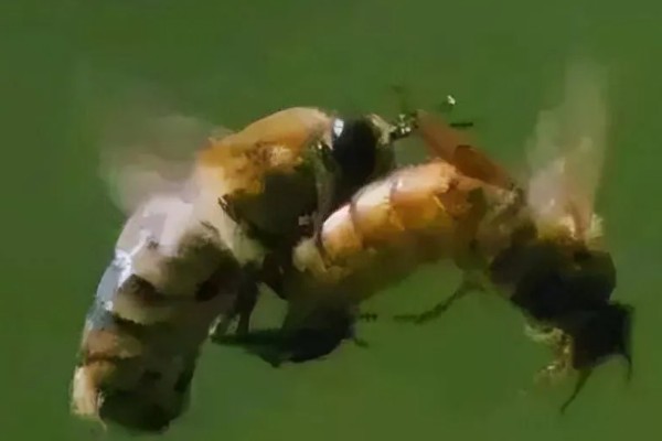 急造王台的蜂王好吗，主要取决于蜂群的质量