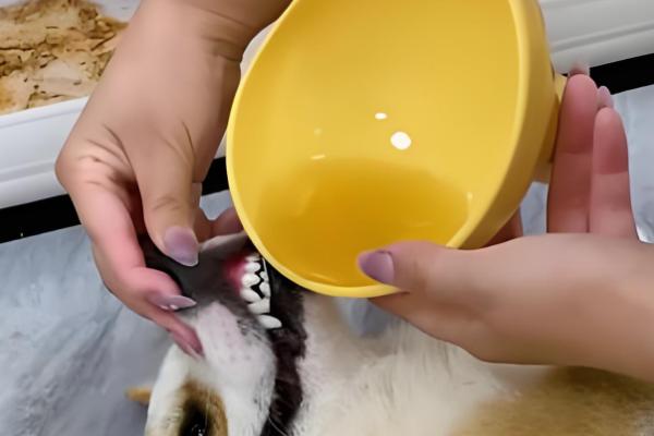 狗狗大便软的原因,可能是误食异物所致