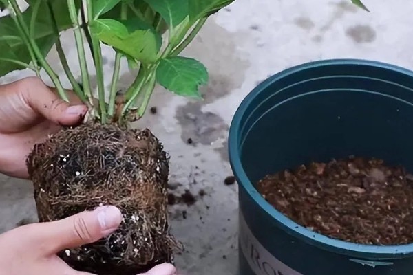 绣球花如何养殖,在腐殖土壤上生长最佳