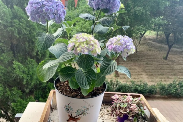 绣球花如何养殖,在腐殖土壤上生长最佳