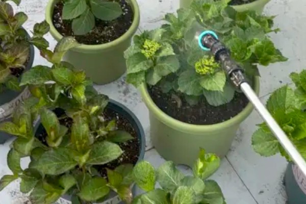 绣球花如何养殖,在腐殖土壤上生长最佳