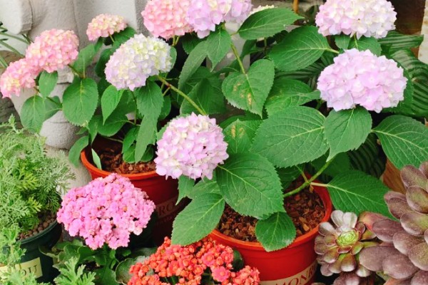 绣球花如何养殖,在腐殖土壤上生长最佳