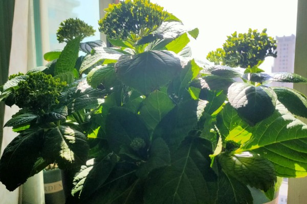 绣球花如何养殖,在腐殖土壤上生长最佳