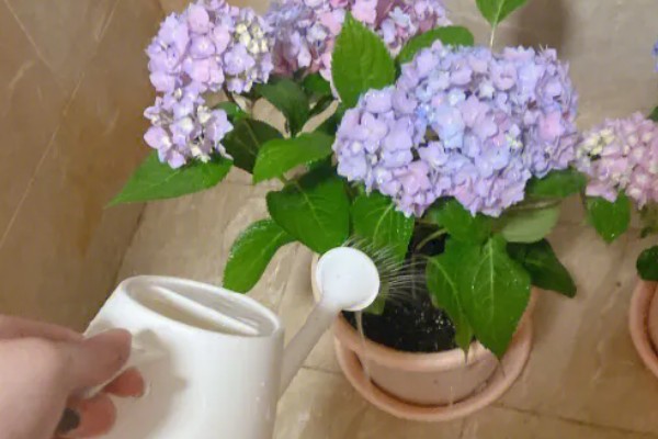 绣球花如何养殖,在腐殖土壤上生长最佳