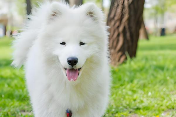 狗狗大便软的原因,可能是误食异物所致