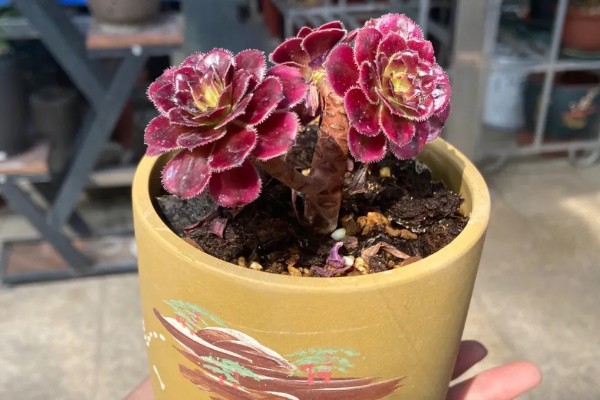 法师的休眠时间，在夏季或冬季休眠