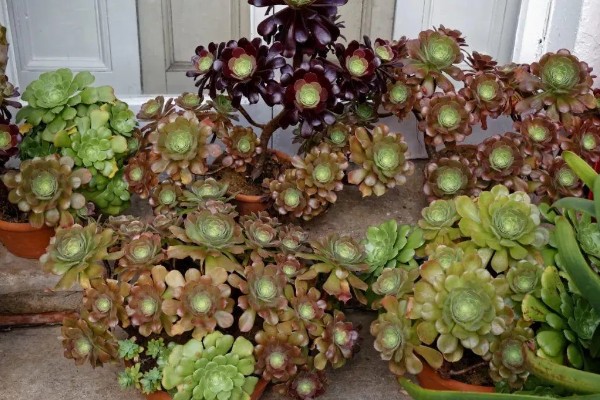 法师的休眠时间，在夏季或冬季休眠