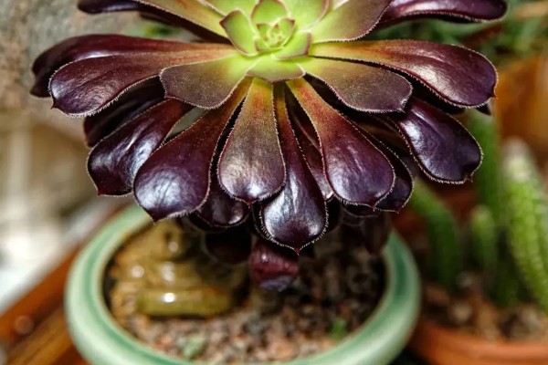 法师的休眠时间，在夏季或冬季休眠