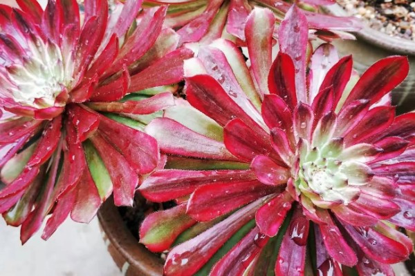 法师的休眠时间，在夏季或冬季休眠