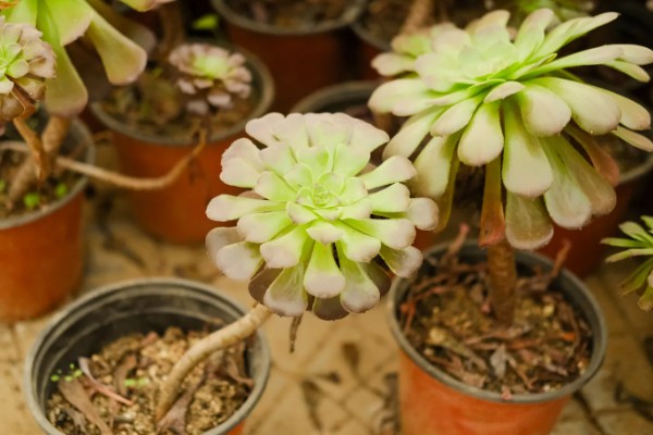 法师的休眠时间，在夏季或冬季休眠