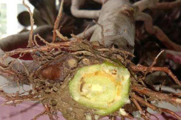 法师的休眠时间，在夏季或冬季休眠