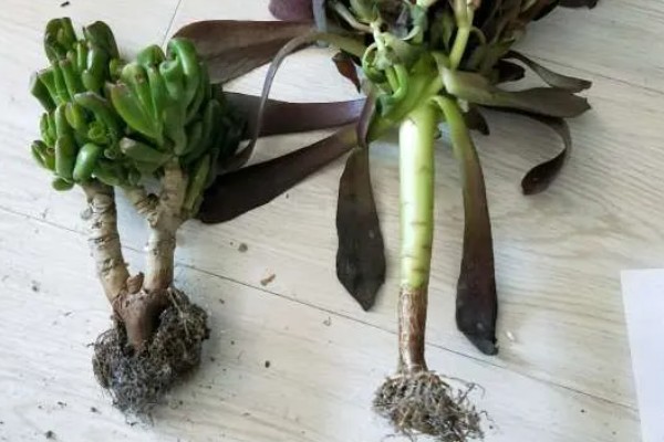 法师的休眠时间，在夏季或冬季休眠