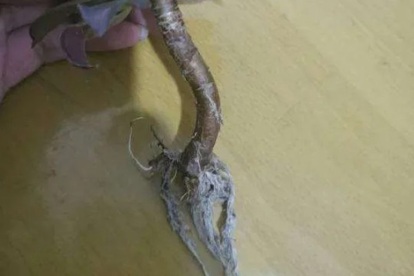 法师的休眠时间，在夏季或冬季休眠