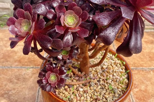 法师的休眠时间，在夏季或冬季休眠