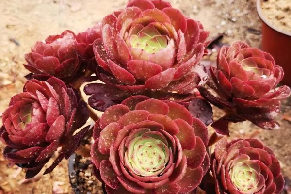 法师的休眠时间，在夏季或冬季休眠