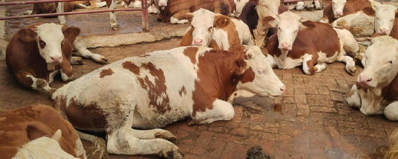 牛吃土是怎么回事,是患上了一种代谢紊乱