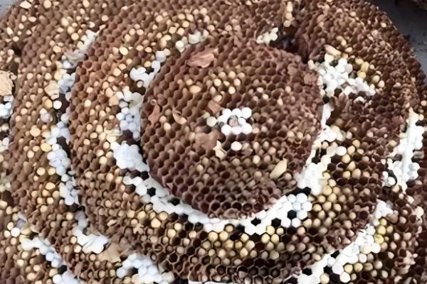 杀马蜂用哪种杀虫剂，可以选择高效氯氰菊酯、胺菊酯等