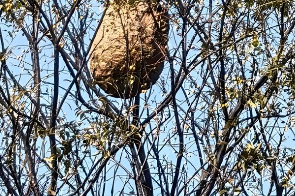 杀马蜂用哪种杀虫剂，可以选择高效氯氰菊酯、胺菊酯等