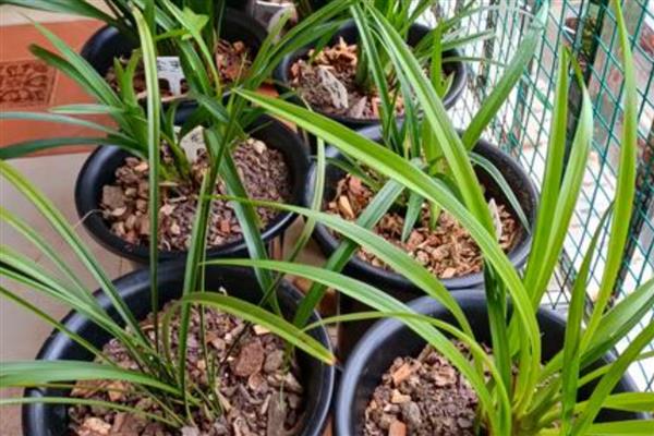 兰花长黑斑怎么解决，需及时通风处理