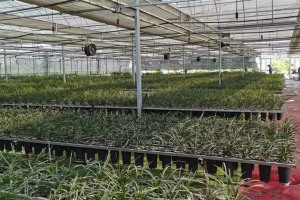 兰花长黑斑怎么解决，需及时通风处理