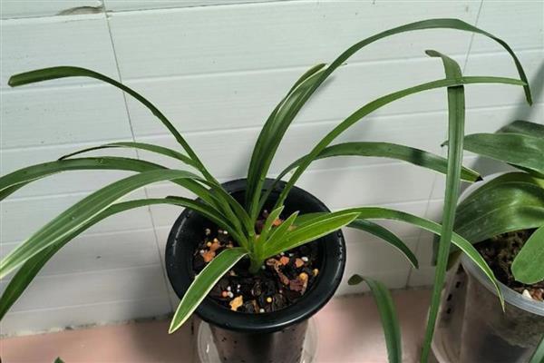 兰花长黑斑怎么解决，需及时通风处理