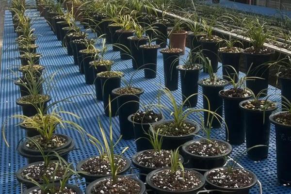 兰花长黑斑怎么解决，需及时通风处理