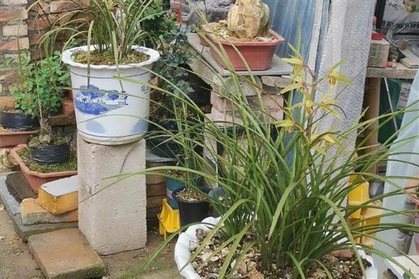 兰花长黑斑怎么解决，需及时通风处理