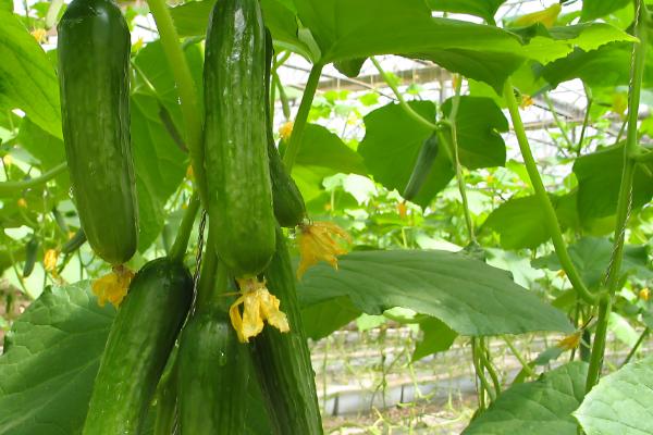 什么瓜跟黄瓜很像，荷兰瓜与黄瓜相似