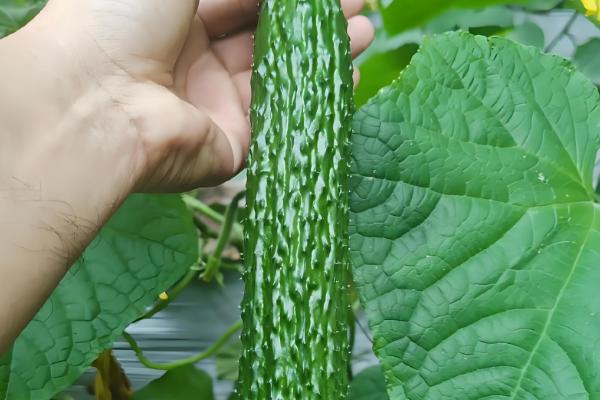 什么瓜跟黄瓜很像，荷兰瓜与黄瓜相似