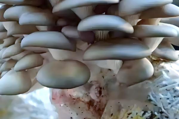 冬季适宜接种的平菇，推荐广温偏低型平菇