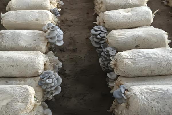 冬季适宜接种的平菇，推荐广温偏低型平菇