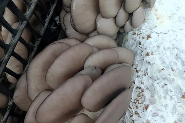 冬季适宜接种的平菇，推荐广温偏低型平菇