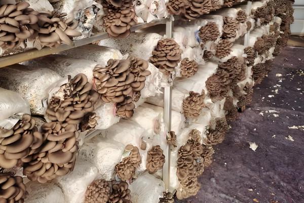 冬季适宜接种的平菇，推荐广温偏低型平菇