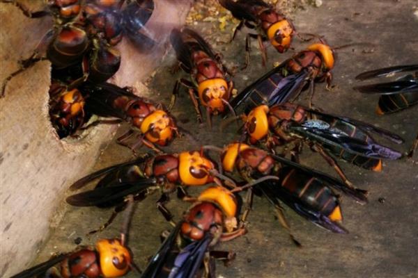 被黑尾虎头蜂蛰了怎样处理，需及时将毒针拔出