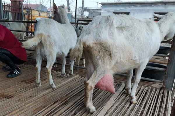 如何判断母羊快生小羊，其乳房在分娩前会迅速发育