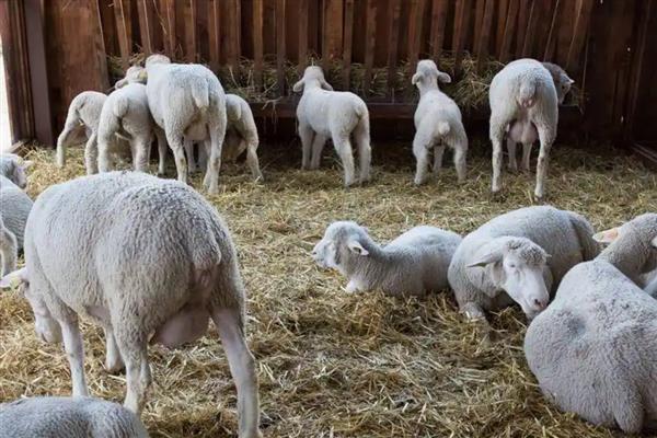 如何判断母羊快生小羊，其乳房在分娩前会迅速发育