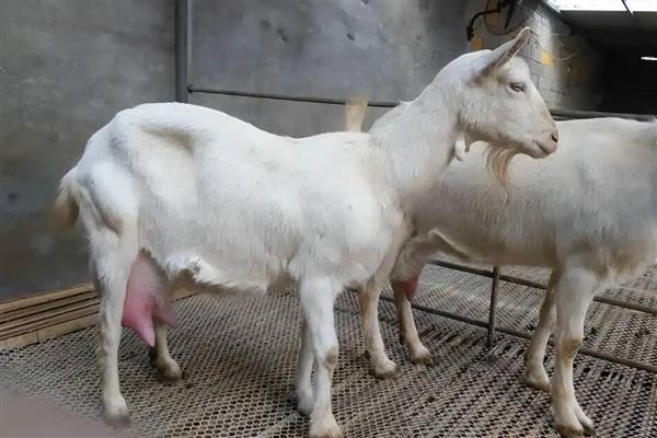 如何判断母羊快生小羊，其乳房在分娩前会迅速发育