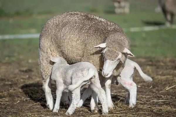 如何判断母羊快生小羊，其乳房在分娩前会迅速发育