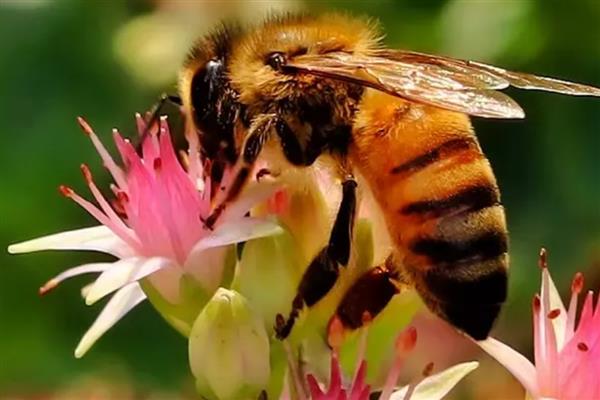 工蜂为什么飞进飞出不带花粉,可能是没有蜂王
