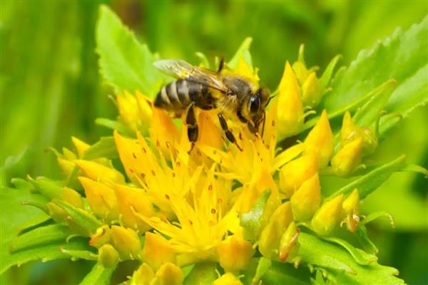 工蜂为什么飞进飞出不带花粉,可能是没有蜂王