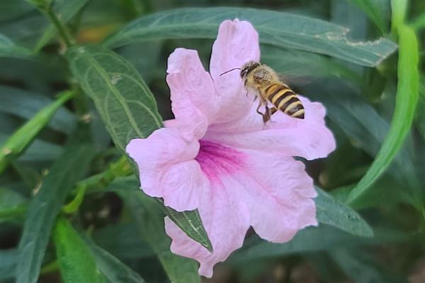 工蜂为什么飞进飞出不带花粉,可能是没有蜂王
