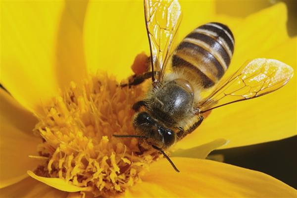 工蜂为什么飞进飞出不带花粉,可能是没有蜂王
