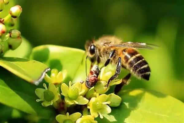 工蜂为什么飞进飞出不带花粉,可能是没有蜂王