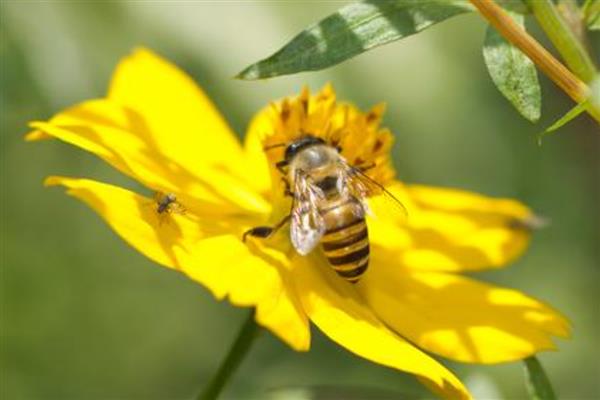 工蜂为什么飞进飞出不带花粉,可能是没有蜂王